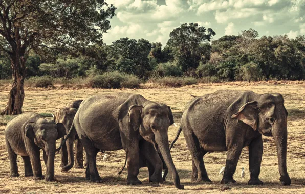 Elephants, family, Sri Lanka, Minneriya national Park