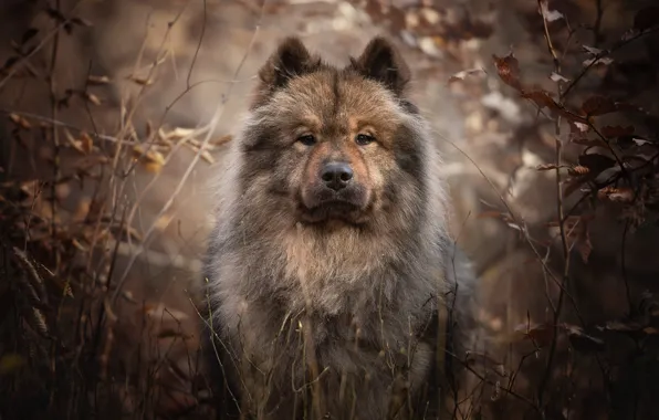 Picture look, face, branches, portrait, dog, The eurasier
