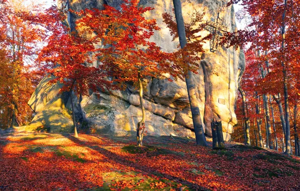Picture autumn, forest, leaves, the sun, trees, stones, Ukraine, Transcarpathia