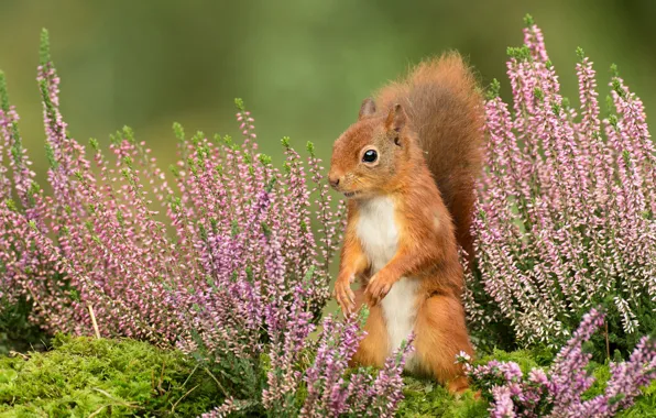 Flowers, background, protein, stand, Heather, squirrel