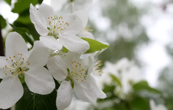 Picture white, flowers, spring, may, Apple