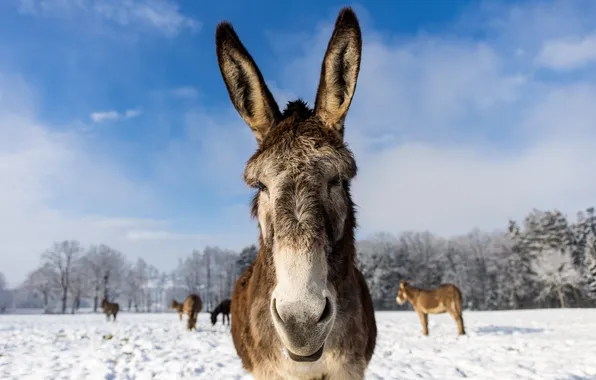 Winter, nature, donkey