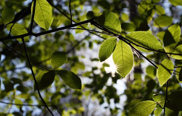 Picture greens, leaves, light, branches, nature, background, green, branch
