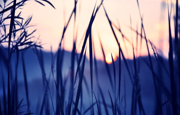 The sun, sunset, nature, photo, Wallpaper, plant, color, the evening