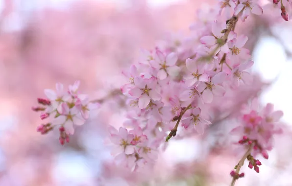 Branches, cherry, spring, Sakura
