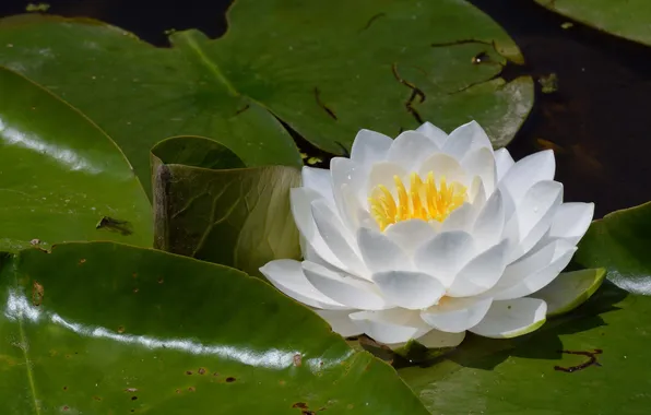 Leaves, Nymphaeum, water Lily