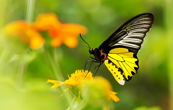 Picture flower, yellow, butterfly, blur