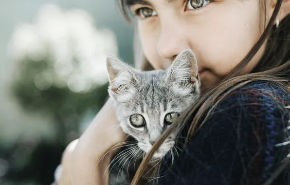 Cat, cat, look, girl, kitty, bokeh