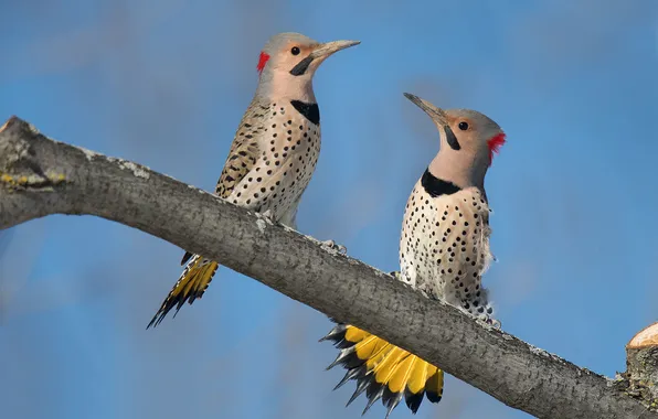 Branch, woodpecker, a couple, blue background, woodpeckers, two birds, woodpecker Golden