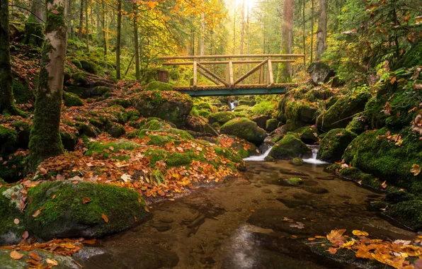 Autumn, forest, bridge, stream, stones, moss, Germany, cascade