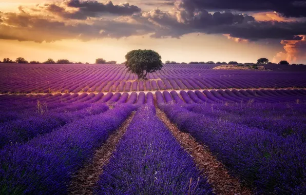 Summer, the sky, clouds, flowers, tree, path, the ranks, lavender