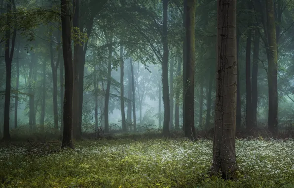 Picture forest, grass, fog, photo, tree