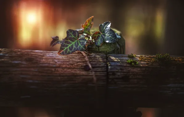 Picture leaves, posts, treatment, nature details