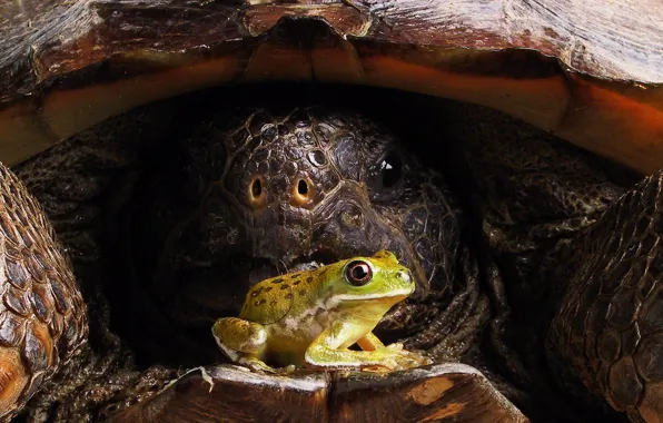 Frog, Shell, Turtle