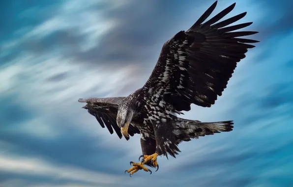 The sky, bird, predator, flight
