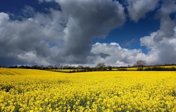 The sky, clouds, rape, rapeseed field