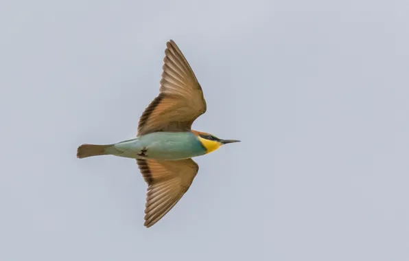 The sky, flight, wings, Golden bee-eater