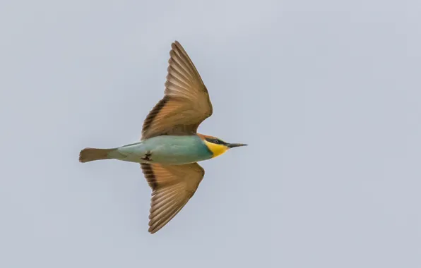 Picture the sky, flight, wings, Golden bee-eater