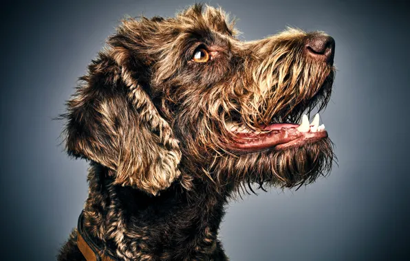 Picture face, background, portrait, dog, profile
