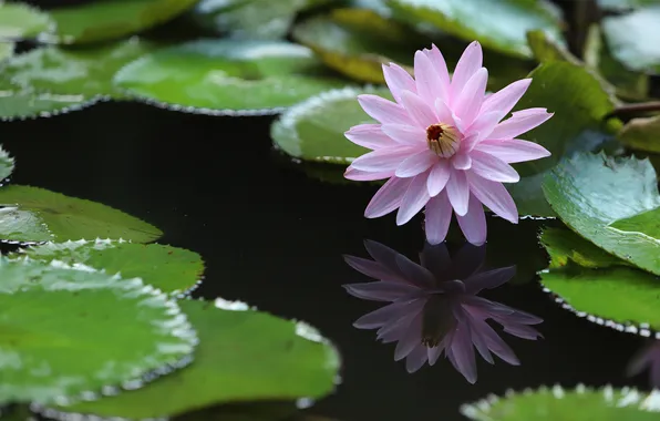 Flower, leaves, water, lake, pond, reflection, the dark background, pink