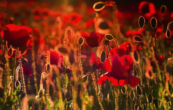 Light, flowers, Maki, blur, red, a lot, bokeh, poppy field
