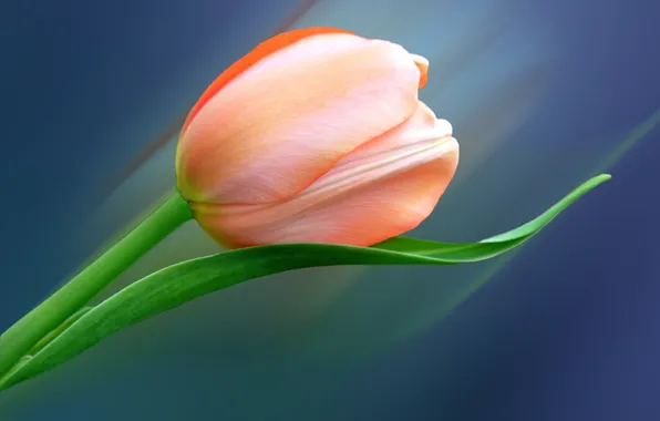 Picture flower, sheet, Tulip, petals
