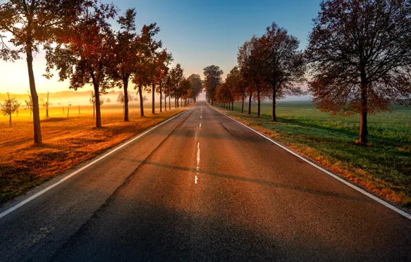 Wallpaper fog, morning, autumn, road