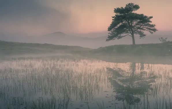 Picture trees, algae, fog, lake, pond, reflection, hills, shore