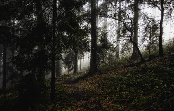 Forest, trees, nature, fog, Germany, path, Baden-Württemberg, Wilhelmsfeld