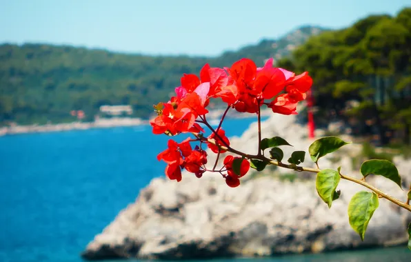 Picture sea, beach, flowers, red