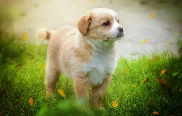 Picture background, dog, puppy