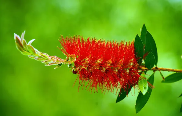 Picture BACKGROUND, GREEN, FLOWER, RED, MACRO, BRUSH)