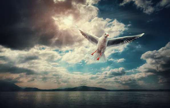 Picture clouds, Seagull, flight, into the blue