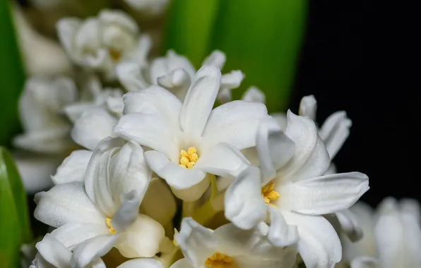 Aroma, hyacinth, houseplant, bloom