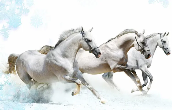White, speed, horses, running