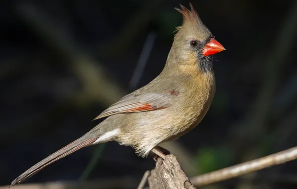 Bird, beak, tail, cardinal