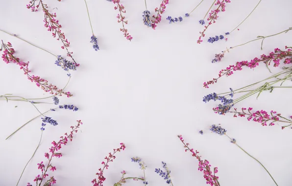 Picture flowers, sprig, background, lavender