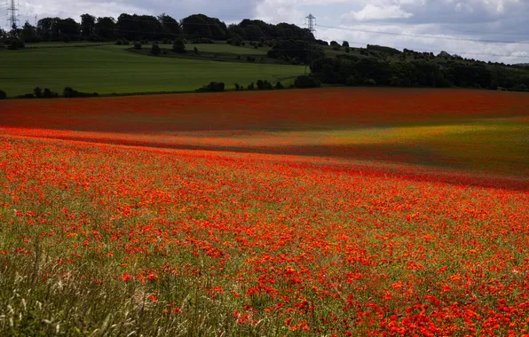 Field, summer, landscape, flowers, nature, Maki, meadow, red