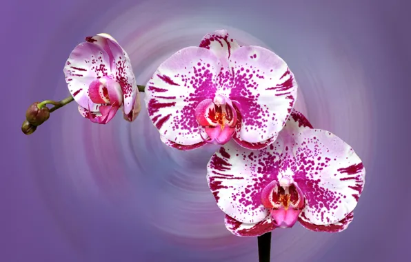 Nature, paint, Blik, Orchid, inflorescence