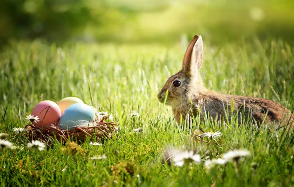 Greens, grass, flowers, holiday, glade, eggs, spring, rabbit