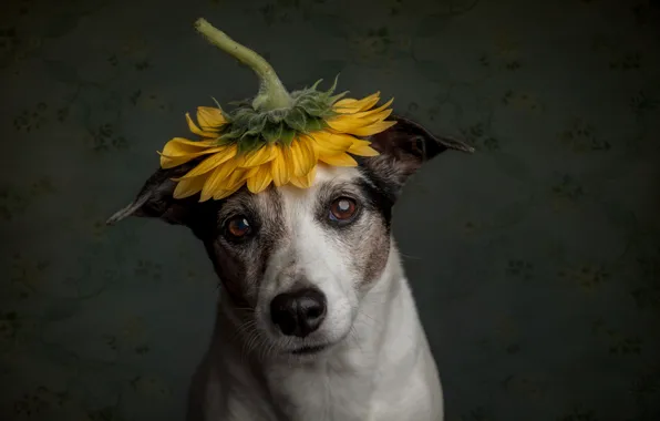 Sadness, sunflower, dog