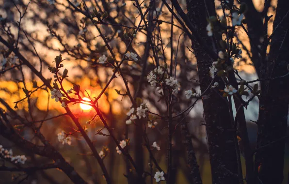 Sunset, Flowers, The sun, Nature, The evening, Tree, Forest, Plant