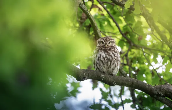 Trees, background, owl, bird, owl
