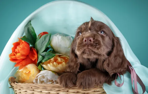 Flowers, basket, puppy, Spaniel