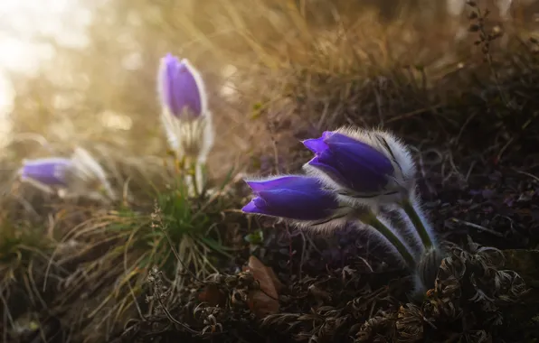 Grass, flowers, glade, spring, lilac, bokeh, cross