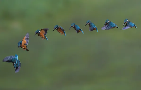 Bird, a lot, Kingfisher
