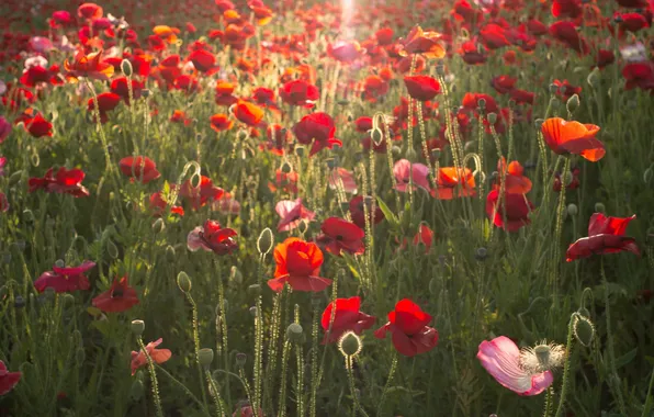 Picture summer, flowers, Maki, red