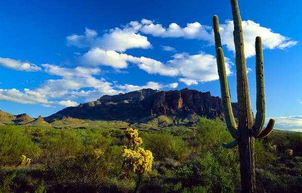 The sky, flowers, mountains, rocks, cactus