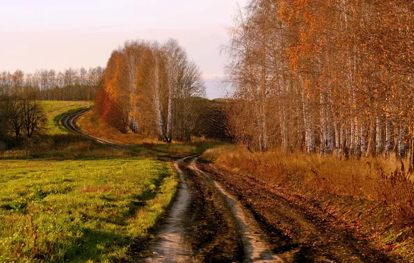 Picture road, field, autumn, birch