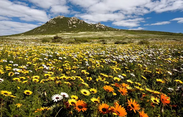 Picture field, summer, landscape, flowers, mountain